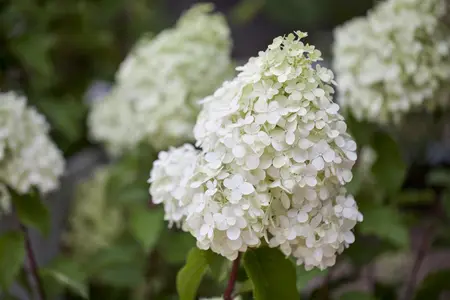 Hydrangea pan. 'Polar Bear'? - 40-50 CM C12 - image 1