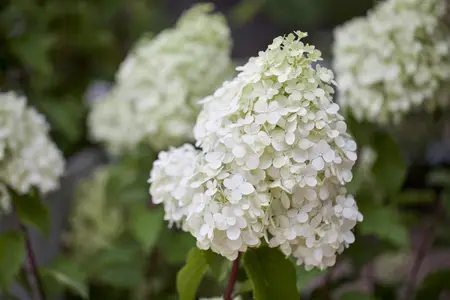 Hydrangea pan. 'Polar Bear'? - 60 CM STEM C4.5 - image 1