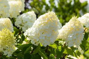 Hydrangea pan. 'Polar Bear'? - 60 CM STEM C4.5 - image 3