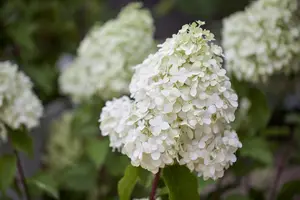 Hydrangea pan. 'Polar Bear'? - 1/2 STDS C15 - image 1