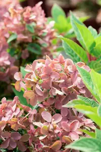 Hydrangea pan. 'Polestar' - 30-40 CM C7.5 - image 3