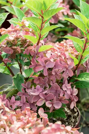 Hydrangea pan. 'Polestar' - 3-5 SH - image 1