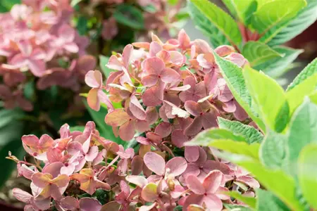 Hydrangea pan. 'Polestar' - 30-40 CM C7.5 - image 2