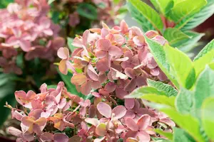 Hydrangea pan. 'Polestar' - 1.5 Ltr pot - image 2
