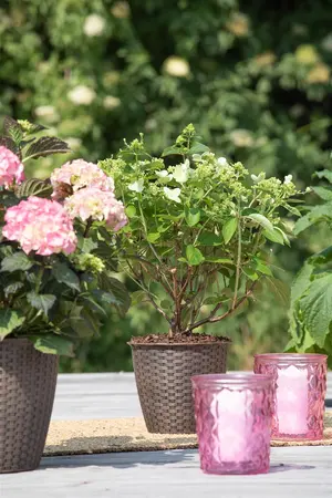 Hydrangea pan. 'Prim White'? - 3 Ltr pot - image 2