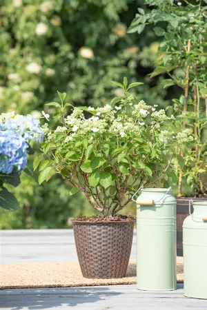 Hydrangea pan. 'Prim White'? - 3 Ltr pot - image 4