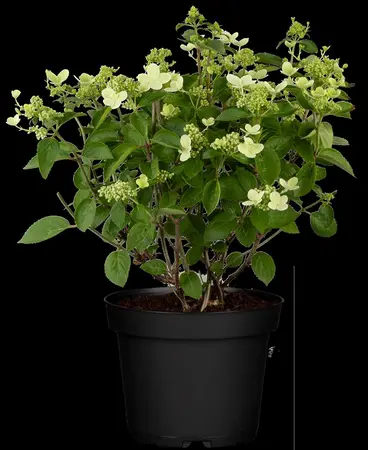 Hydrangea pan. 'Prim White'? - 3 Ltr pot - image 3