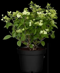 Hydrangea pan. 'Prim White'? - 3 Ltr pot - image 3