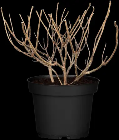 Hydrangea pan. 'Prim White'? - 3 Ltr pot - image 1