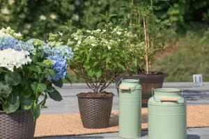 Hydrangea pan. 'Prim White'? - 3 Ltr pot - image 5