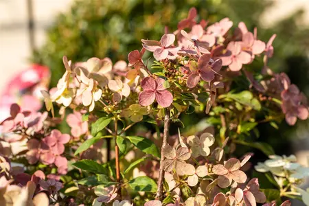 Hydrangea pan. '(S)witch Ophelia'? - 60 CM STEM C4.5