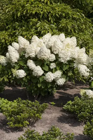 Hydrangea pan. 'Silver Dollar' - P13 - image 3