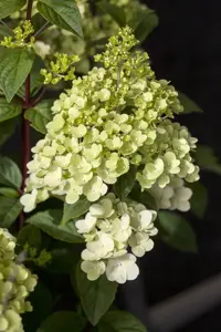 Hydrangea pan. 'Silver Dollar' - 100 CM STEM C10 - image 5
