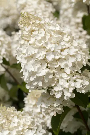 Hydrangea pan. 'Silver Dollar' - 40-50 CM C10 - image 2