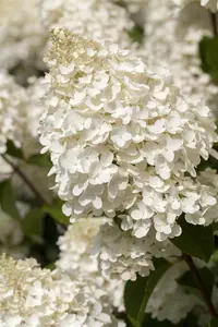 Hydrangea pan. 'Silver Dollar' - 40-50 CM C10 - image 2