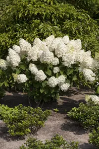 Hydrangea pan. 'Silver Dollar' - 40-50 CM C10 - image 3