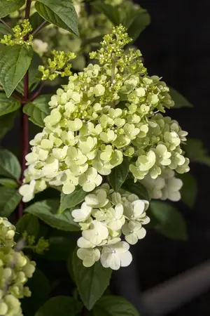 Hydrangea pan. 'Silver Dollar' - 40-50 CM C10 - image 5