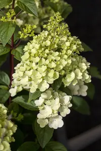 Hydrangea pan. 'Silver Dollar' - 40-50 CM C10 - image 5