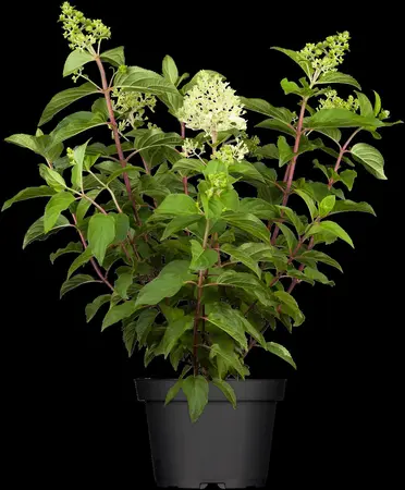 Hydrangea pan. 'Silver Dollar' - 40-50 CM C10 - image 1