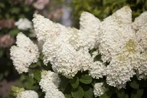 Hydrangea pan. 'Silver Dollar' - 30-40 CM C2 - image 4