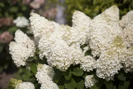 Hydrangea pan. 'Silver Dollar' - 60-70 CM C7.5 - image 4
