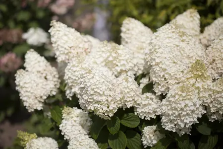 Hydrangea pan. 'Silver Dollar' - 40-50 CM C10 - image 4