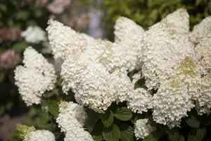 Hydrangea pan. 'Silver Dollar' - 40-60 CM C7.5 - image 3
