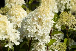 Hydrangea pan. 'Silver Dollar' - 40-60 CM C7.5 - image 5
