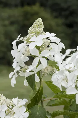 Hydrangea pan. 'Skyfall' - 80-100 CM C12 - image 1