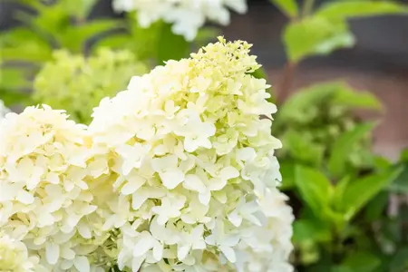 Hydrangea pan. 'Skyfall' - 7.5 Ltr pot - image 3