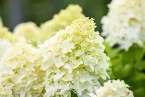 Hydrangea pan. 'Skyfall' - 80-100 CM C12 - image 2