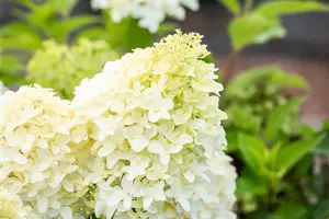 Hydrangea pan. 'Skyfall' - 80-100 CM C12 - image 3
