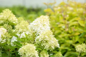 Hydrangea pan. 'Skyfall' - 80-100 CM C12 - image 5