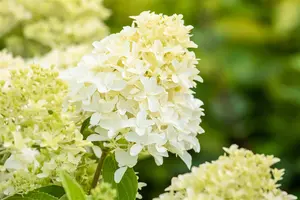 Hydrangea pan. 'Skyfall' - 80-100 CM C12 - image 4