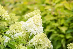 Hydrangea pan. 'Skyfall' - 4 Ltr pot - image 5
