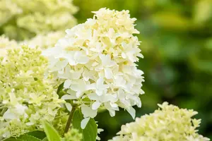 Hydrangea pan. 'Skyfall' - LINERS 28 CEL TRAY P8 SIZE - image 3