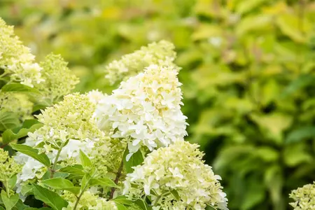 Hydrangea pan. 'Skyfall' - LINERS 28 CEL TRAY P8 SIZE - image 5