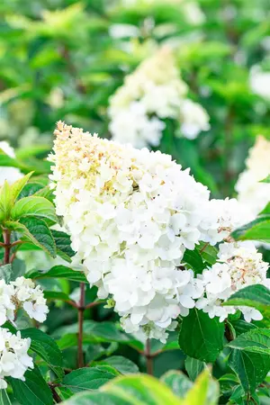 Hydrangea pan. 'Strawberry Blossom'? - 30-40 CM C7.5 - image 2