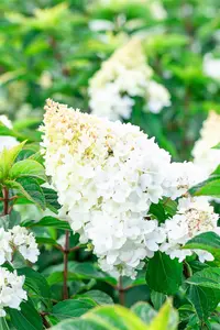 Hydrangea pan. 'Strawberry Blossom'? - 30-40 CM C7.5 - image 2