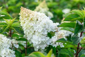 Hydrangea pan. 'Strawberry Blossom'?