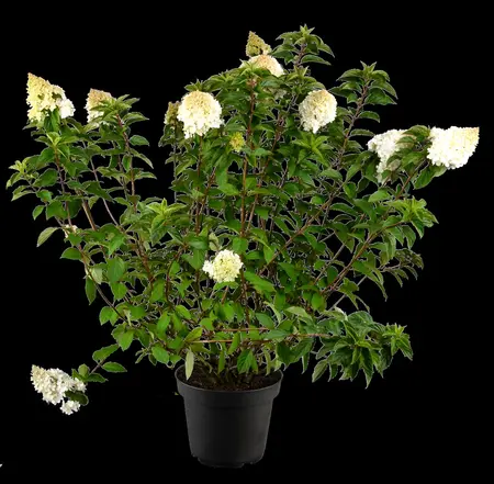 Hydrangea pan. 'Strawberry Blossom'? - 30-40 CM C7.5 - image 3