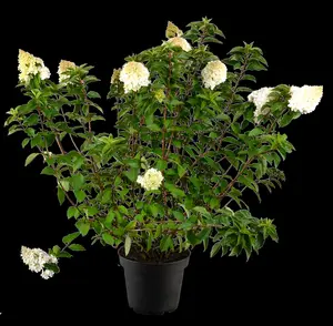 Hydrangea pan. 'Strawberry Blossom'? - 30-40 CM C7.5 - image 3