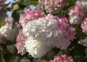 Hydrangea pan. 'Sunday Fraise'? 