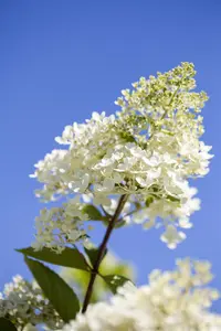 Hydrangea pan. 'Tardiva' - 25-30 CM C3 - image 1