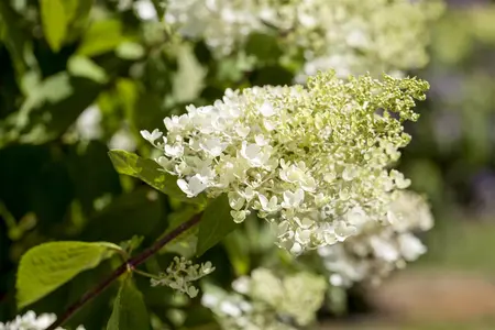 Hydrangea pan. 'Tardiva' - 25-30 CM C3 - image 2
