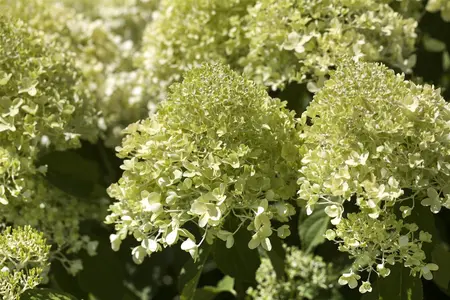 Hydrangea pan. 'Tiny Quick Fire' - 30-40 CM C10 - image 4