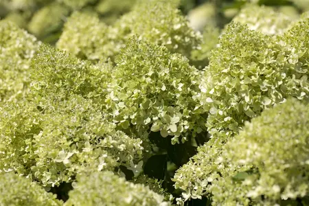 Hydrangea pan. 'Tiny Quick Fire' - 30-40 CM C10 - image 5