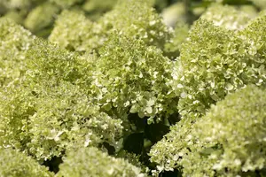 Hydrangea pan. 'Tiny Quick Fire' - 30-40 CM C10 - image 5
