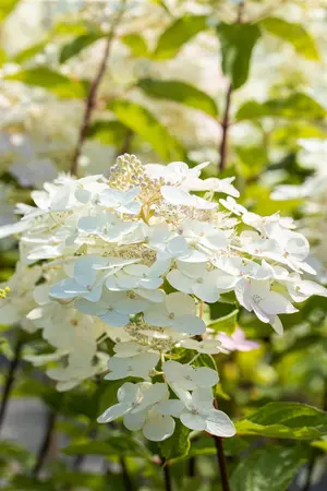 Hydrangea pan. 'Unique' - 30-40 CM C7.5 - image 2