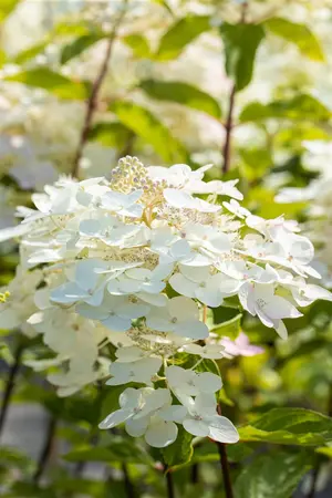 Hydrangea pan. 'Unique' - 2 Ltr pot - image 2